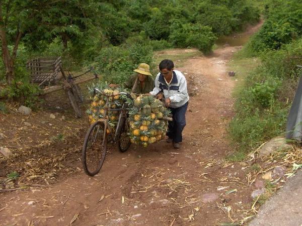 Duc Helping Out With Pineapple Transportation