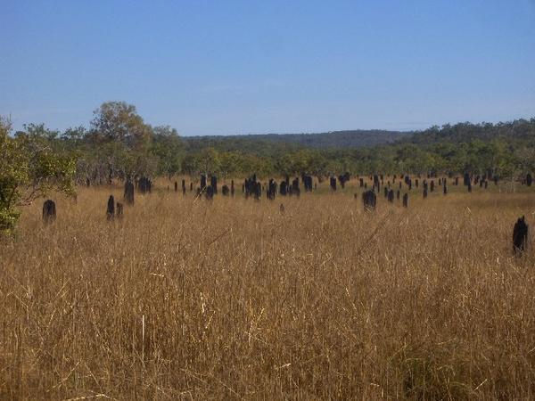 Field of Termite Mounds, Litchfield