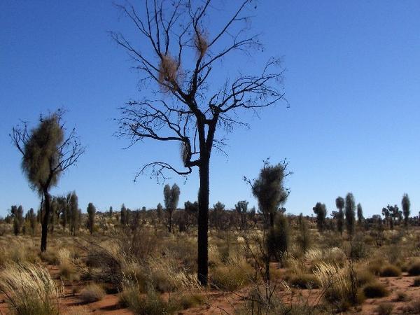 Desert Oak At Uluru