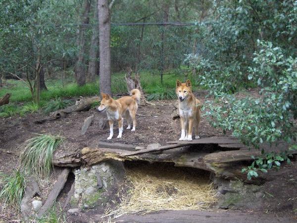 Maybe the Dingo Ate Your Baby