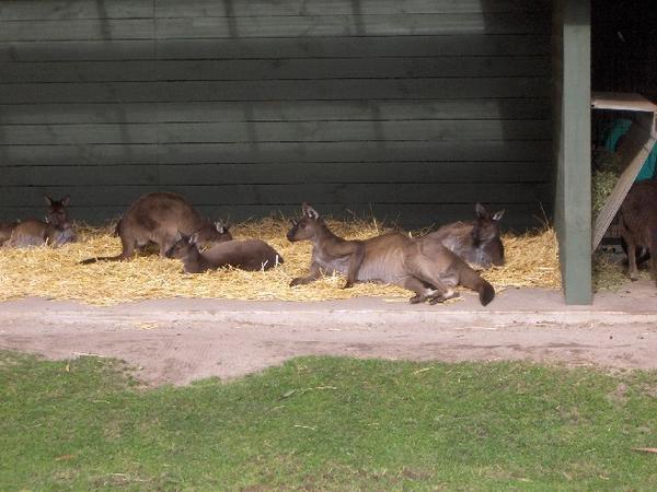 Lounging Roos