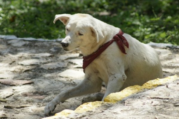 Lazy Dog in Belize