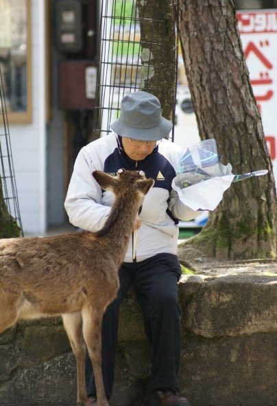 Wild Deer - Miyajima