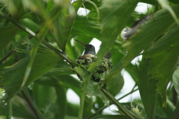 Hummingbird in nest (Costa Rica)