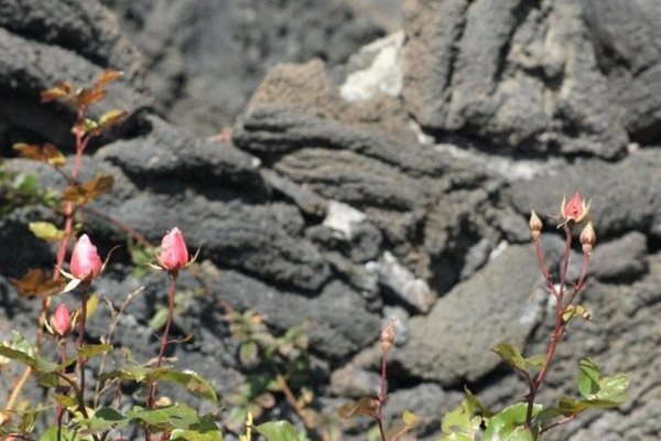 Flowers in front of a lava flow