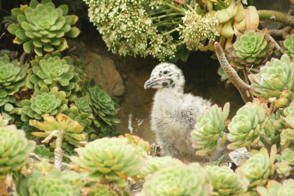 baby seagull