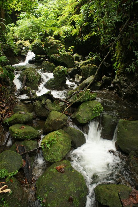 Falls at Emerald Pool Dominica