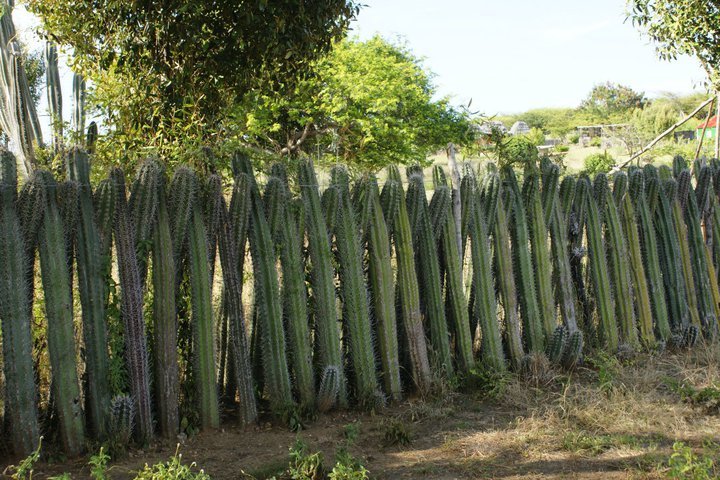 Cactus Fence Bonaire