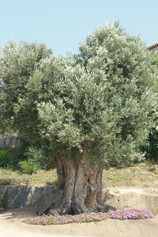really old olive tree