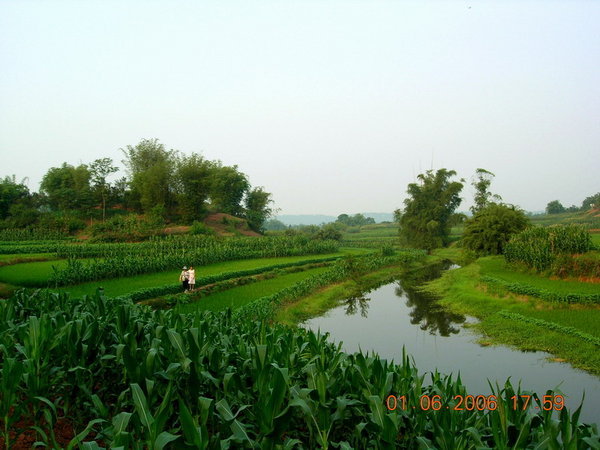 A river through the rice fields
