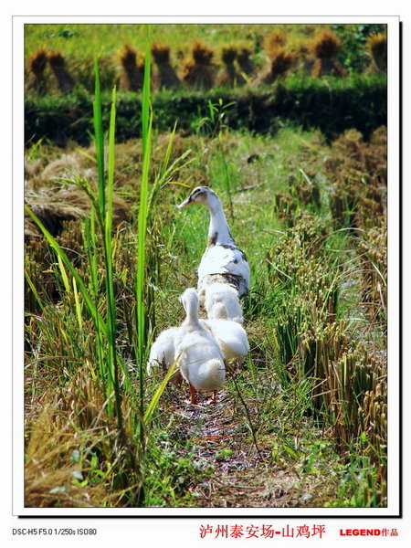 Ducks wondering on the path between rice fields