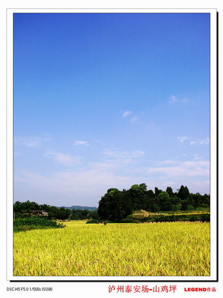 A view of rice field