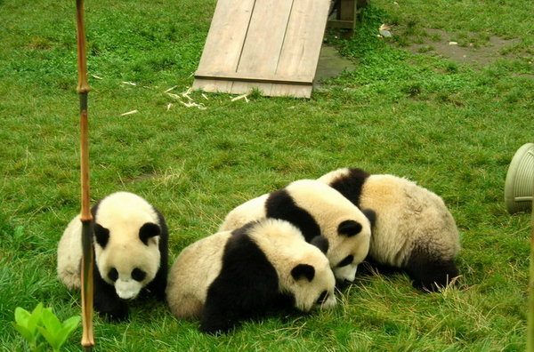 baby pandas