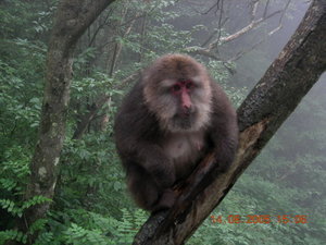 A monkey in Eh-mei mountain