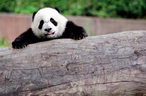 A baby panda in the breeding center nearby Chengdu