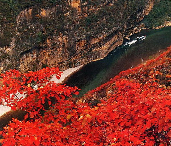 Red leaves in lesser three gorges