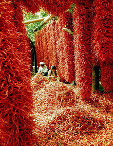 Ppl drying red peppers