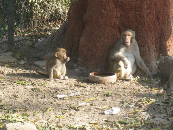 Monkeys @ Taj