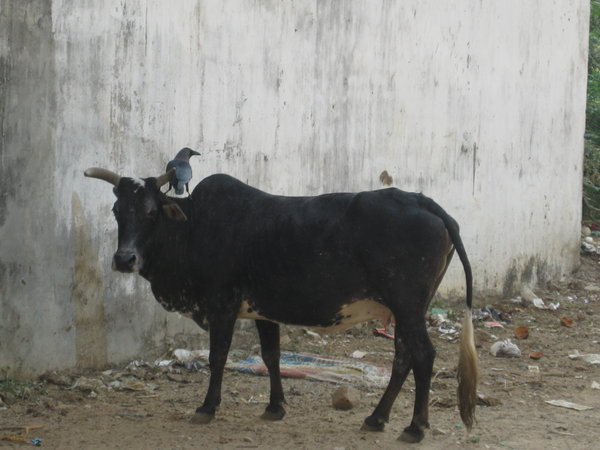 Cow and bird also outside office