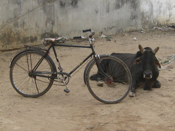 Cow resting after a sweltering ride in India.