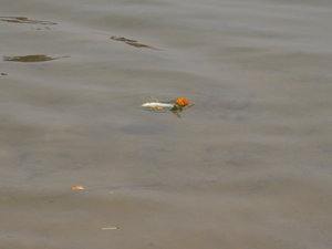 A flower on a banana leaf is left afloat on the river to end the Ceremony