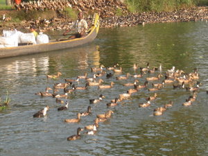 Duck Farm in the Backwaters