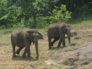 2 elephants going to the lake