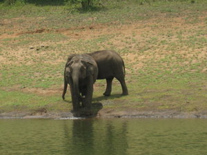 Elephants getting a drink from the lake