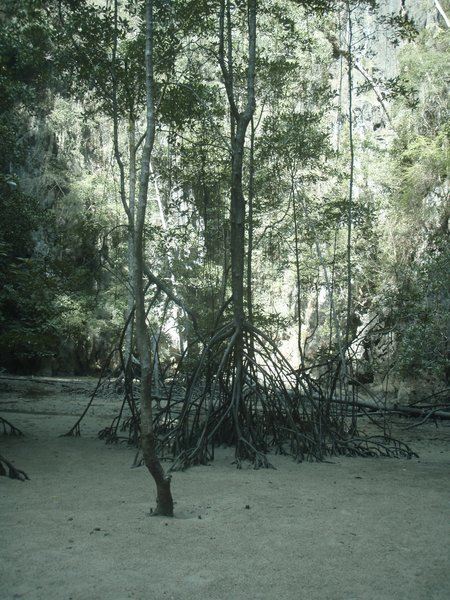 Mangrove trees on Koh Phanak
