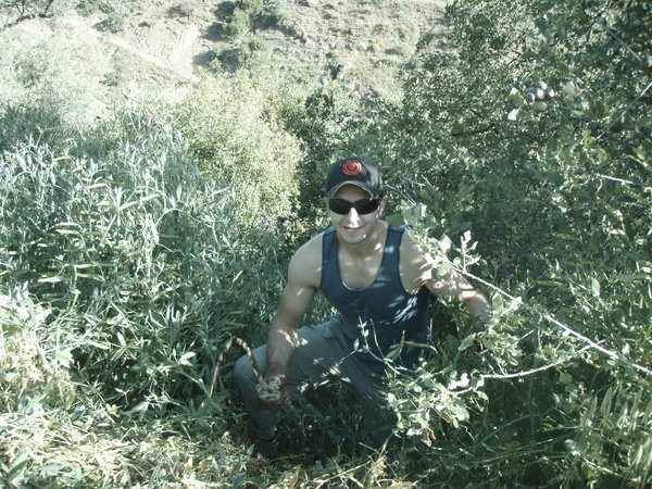 Stu in the olive orchard