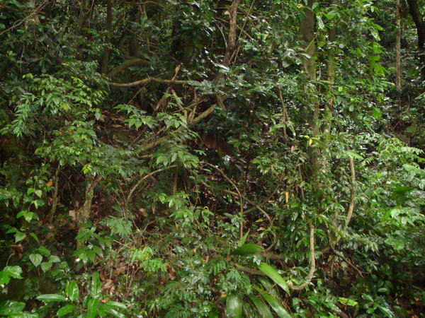 tijuaca rainforest