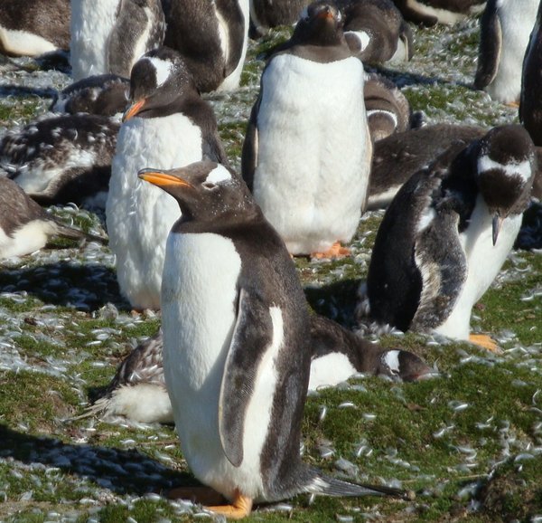 Penguins up close