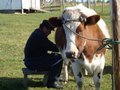 gaucho milking cow