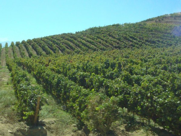 grape vineyard in Chile