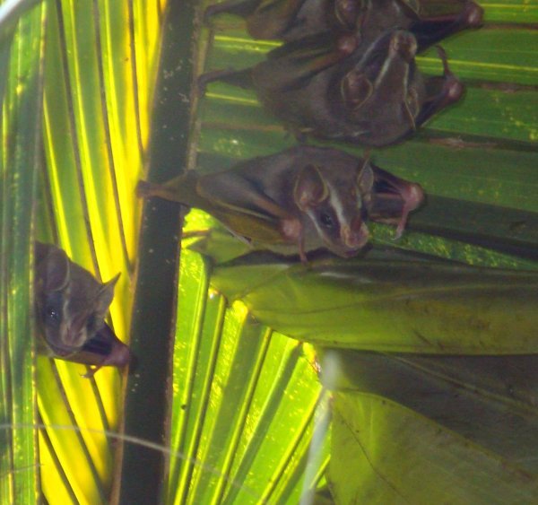 bats sleeping in palm leaf