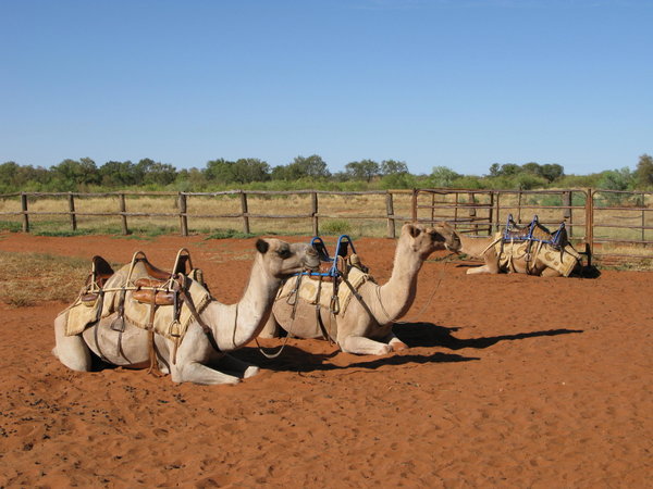 Camel riding at Camel farm stop!