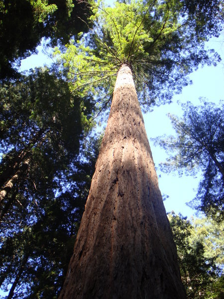 The giant redwoods in Muir Woods, California