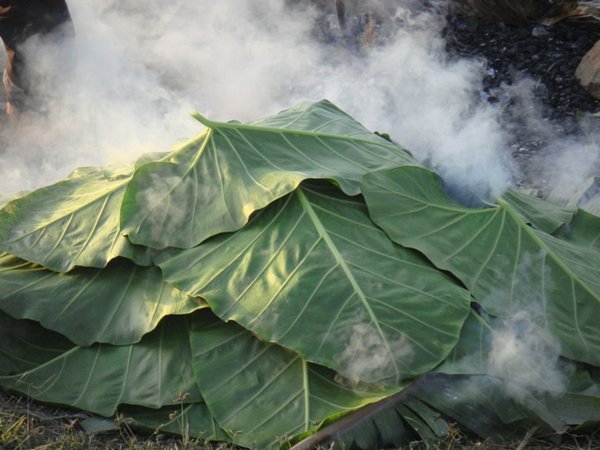 Taro, and yam cook under leaves