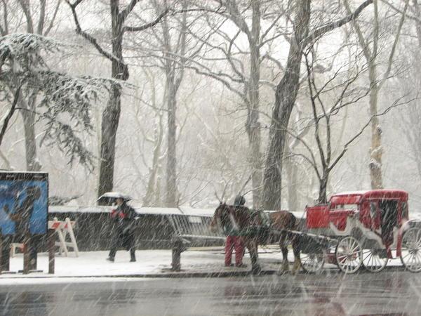 Horse & Carriage Central Park