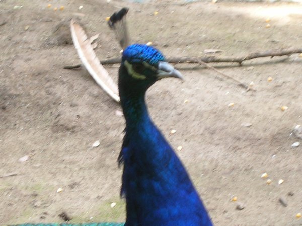 part of a peacock