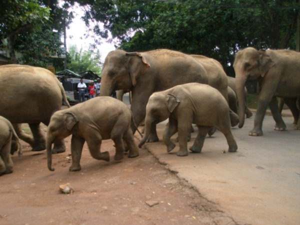 Elephants going for a wash in River x