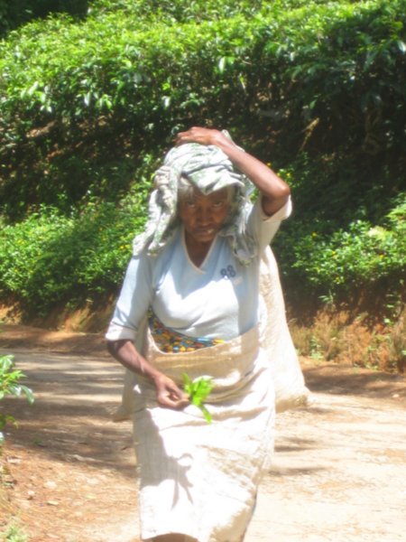 Woman Picking Tea Leaves x