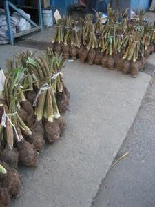 Roots for Sale x (Cassava i Think)