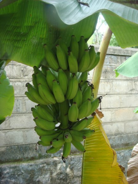 Our Banana Tree