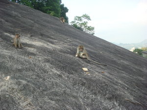 Monkeys on the Rock
