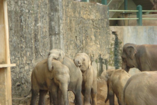affectionate young elephants 