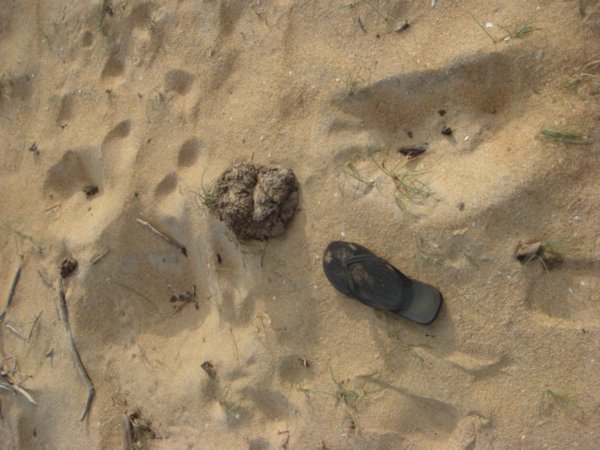 Elephant poo on the beach