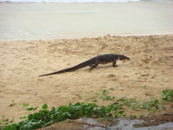 Monitor lizard on the beach