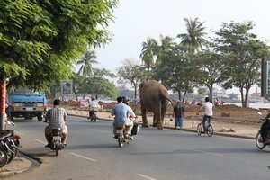Elephant on the road in PP