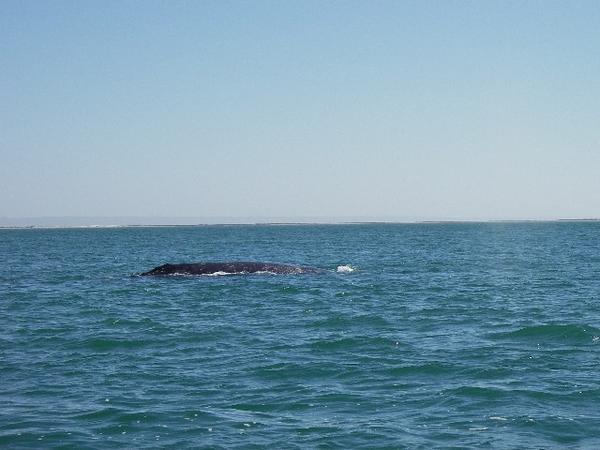 Grey whale at the Lagoon 